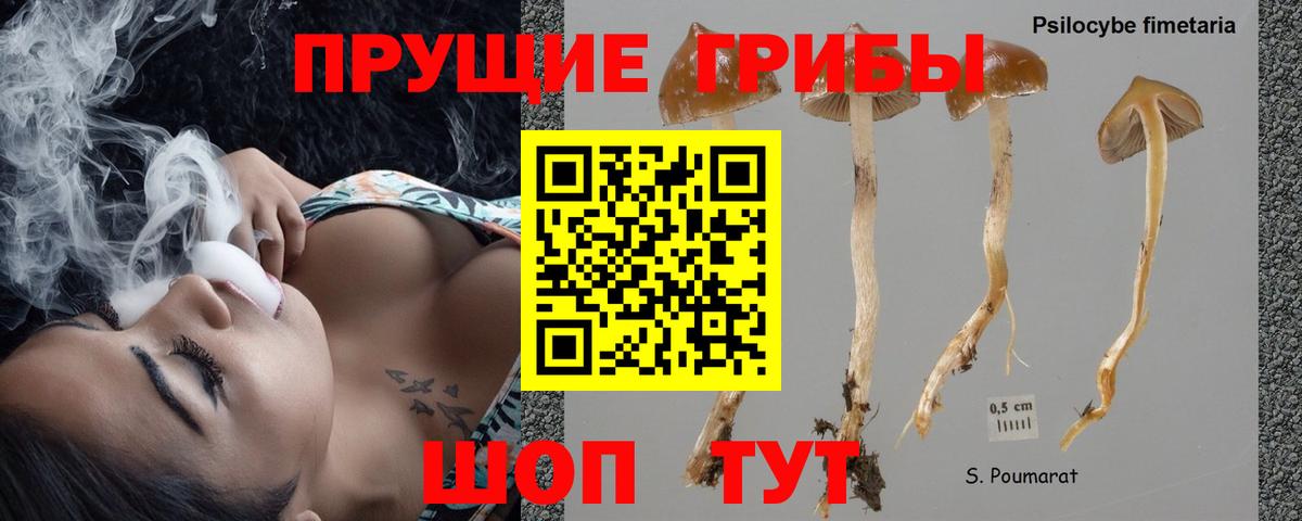 Псилоцибиновые грибы Cubensis Азнакаево